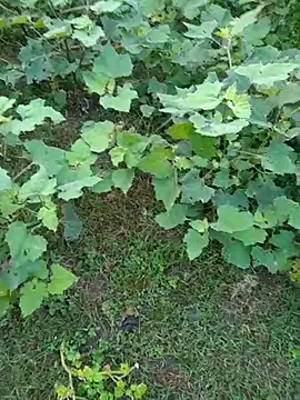 Snapshot of priyabhabhi_99 chatting on September 2025 01:28:02 AM priyabhabhi 99 online show from September 2025 01:28:02 AM