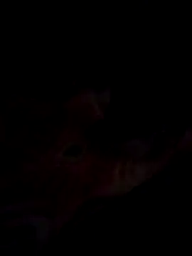 Jeck leo online show from March 2025 06:07:02 PM
