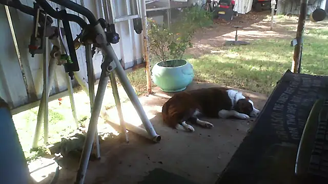 herbie010666 online show from May 2026 04:12:02 AM