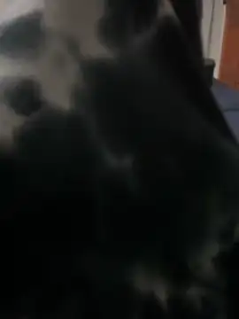 ROBOSTALLION online show from April 2026 04:33:01 PM