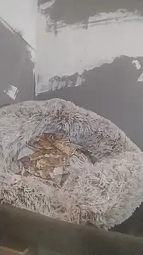 247Srokin online show from December 2025 07:33:02 AM