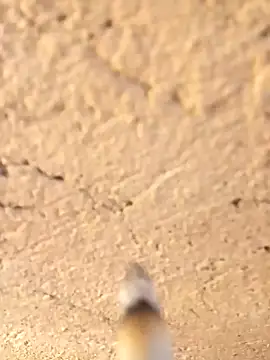 Snapshot of Alwinafox chatting on January 2025 09:40:02 AM Alwinafox online show from January 2025 09:40:02 AM