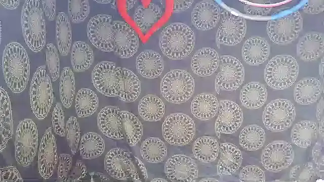 LunaRai online show from February 2026 03:13:02 AM