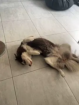 cutesarah  online show from January 2025 04:30:02 PM