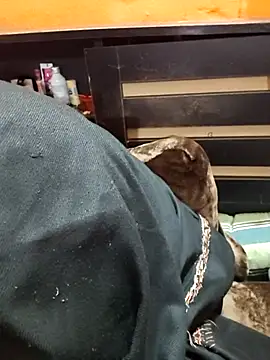 Diya 143 online show from January 2026 06:36:02 PM