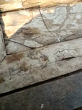 kummuduabbai online show from March 2026 09:27:02 AM