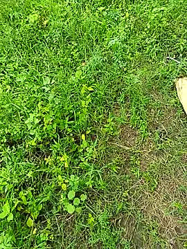 kummuduabbai online show from September 2025 08:25:01 AM