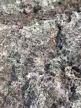 Snapshot of Gopal1243 chatting on February 2025 03:50:02 AM Gopal1243 online show from February 2025 03:50:02 AM