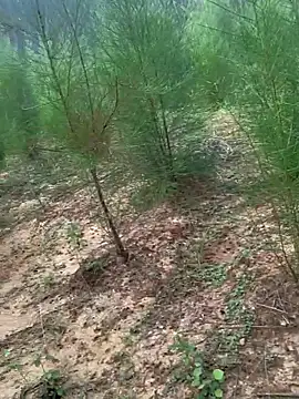 Snapshot of Gopal1243 chatting on November 2025 02:11:01 AM Gopal1243 online show from November 2025 02:11:01 AM