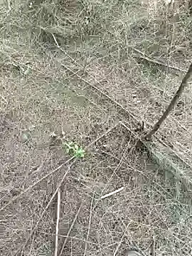 Snapshot of Gopal1243 chatting on February 2025 09:27:01 AM Gopal1243 online show from February 2025 09:27:01 AM