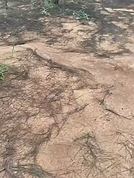 Snapshot of Gopal1243 chatting on October 2025 02:01:01 AM Gopal1243 online show from October 2025 02:01:01 AM