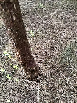 Snapshot of Gopal1243 chatting on September 2025 01:01:02 AM Gopal1243 online show from September 2025 01:01:02 AM