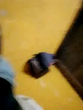 LULE37587001 online show from November 2025 08:46:02 PM