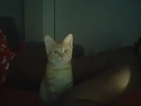 val5 online show from January 2026 02:59:01 AM