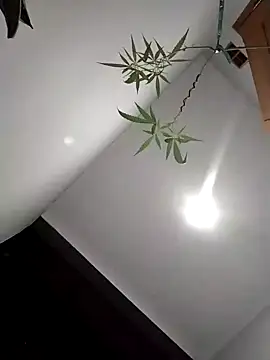 Dwirosebig online show from December 2025 03:11:02 PM