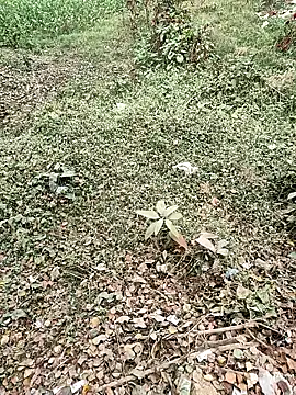 COUPLLE VILLAGE online show from December 2025 03:21:01 AM